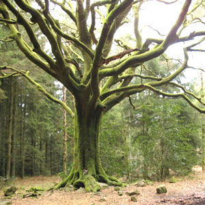 arton315.jpg arton315.jpg