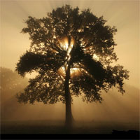 arton337.jpg arton337.jpg