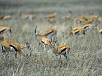 arton54.jpg arton54.jpg